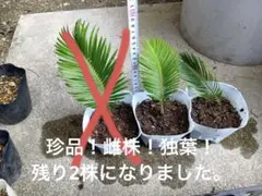 2026年最新】ソテツ 子株の人気アイテム - メルカリ
