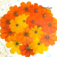 ♡new♡作家様必見♡ 可愛いコスモスお花がいっぱい♡ 押し花セット