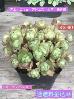 アエオニウム 寄せ植え 多肉植物 詰め合わせ - メルカリ