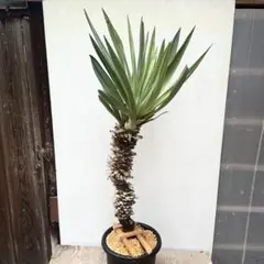 フィリフェラ ユッカ 幹立ち 9号 大株 観葉植物 ドライガーデン - メルカリ