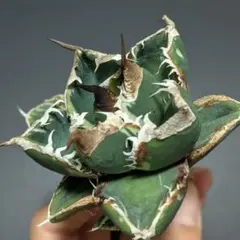 2026年最新】南アフリカダイヤモンド 錦の人気アイテム - メルカリ