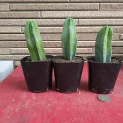 サボテン　竜神木　３本セット　接ぎ木　カキ仔　発根済み　抜き苗発送のサムネイル