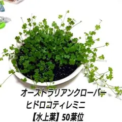 Keimonnchi様 リクエスト 2点 まとめ商品