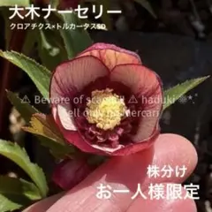 2026年最新】クリスマスローズ原種小輪の人気アイテム - メルカリ