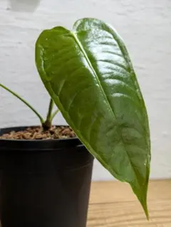 2025年最新】アンスリウム ベイチーの人気アイテム - メルカリ