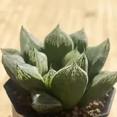 saibai_taniku様専用