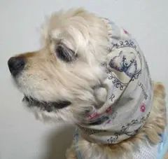 犬スヌード　ペットスヌード　アメリカンコッカースパニエル　キャバリア　中型犬　耳