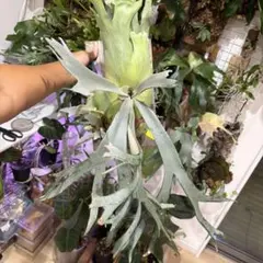 ビカクシダ P.ペドロタツタ、ssフーン、麒麟 - メルカリ