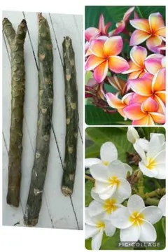 2026年最新】プルメリア 苗の人気アイテム - メルカリ