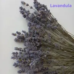 まりも様専用　ドライフラワー ラヴェンダー ポプリ 約200本 他2点同梱