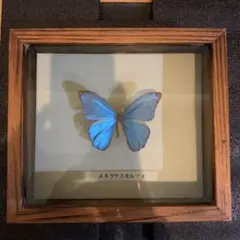 2025年最新】蝶 標本 モルフォの人気アイテム - メルカリ