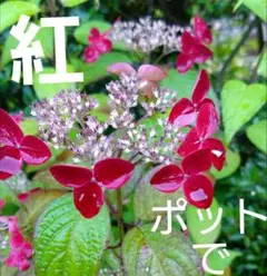 【Fポット苗で】クレナイ　紅ヤマアジサイ　苗　山アジサイのサムネイル