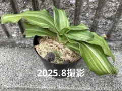2025年最新】万年青 獅子の人気アイテム - メルカリ