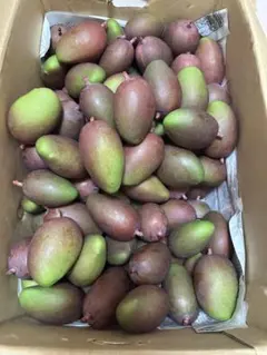 宮古島産 摘果マンゴー 8kg - メルカリ