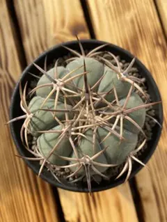 2025年最新】エキノカクタスの人気アイテム - メルカリ