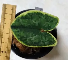 koyama様 リクエスト 2点 まとめ商品