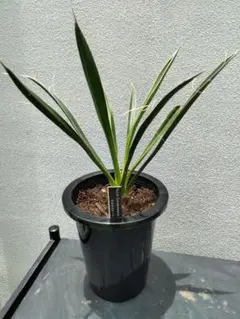 至宝の逸品】富貴蘭 津村建国縞（一見の価値の有るゴッツい木） | Mercari