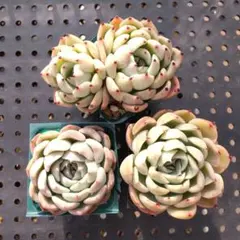 momo福様 リクエスト 2点 まとめ商品