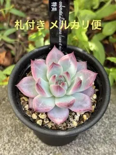 リンゼアナ 札付き 多肉風月さん苗 抜き苗速達発送 - メルカリ