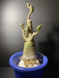 【日本産】アデニウム　アラビカム　（たこ足　ムカデ足）塊根植物のサムネイル