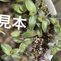 希少 トラディスカンティア ヒジョウバル 観葉植物 - メルカリ
