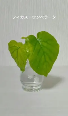 ぽぽちゃん様 リクエスト 2点 まとめ商品