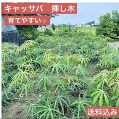 2025年最新】キャッサバ苗の人気アイテム - メルカリ