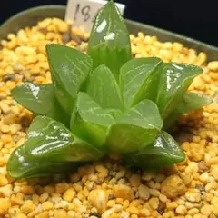 多肉植物　ハオルチア パルパ錦　1864