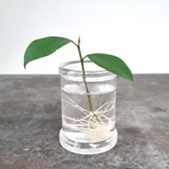 [뿌리] 반얀트리 꺾꽂이, 수경재배, 뿌리, 10cm, 관엽식물, 초보자용