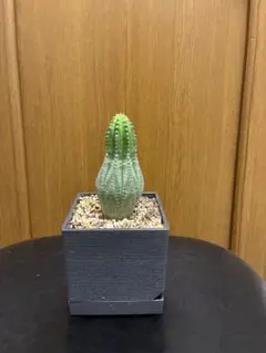 2025年最新】オベサの人気アイテム - メルカリ