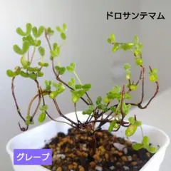 ドロサンテマム グレープ キラキラ°・* 多肉植物 ポットごと発送　白③