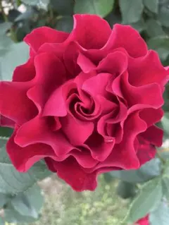 フリル花弁が素敵な深紅の薔薇ꫂ ၴႅၴ40cm 苗のサムネイル