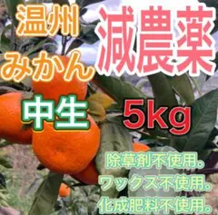 和歌山県産　下津みかん　低農薬　5kg