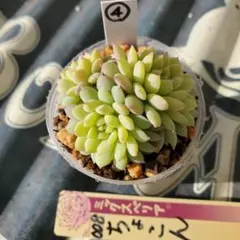 ミックスベリア　札のみ　ちょこん　５枚　匿名配送 札のみ ミックスベリア 匿名配送 龍鱗蓮華、ちょこん - メルカリ