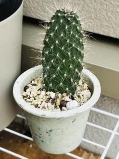 2026年最新】ガラパゴス団扇の人気アイテム - メルカリ