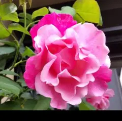 ひらひら花弁のつる薔薇スパニッシュビューティー✿抜き苗発送✿のサムネイル