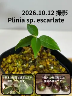 【希少】Myrcia sp. Pernambuco 熱帯果樹 ジャボチカバと同科 希少】Myrcia sp. Pernambuco 熱帯果樹 ジャボチカバと同科 - メルカリ