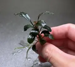 検討用　ブセファランドラ sp. \"AW No1\" ＋ブラウニーゴースト ブセファランドラ sp. ブラウニーゴースト | すべての商品