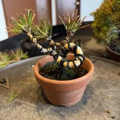 2026年最新】黒松ミニ盆栽の人気アイテム - メルカリ