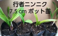 2026年最新】行者ニンニク 苗の人気アイテム - メルカリ