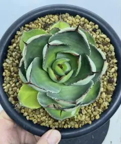 アガベ パリートランカータB 実生株 約25cm Yahoo!オークション - アガベ【パリートランカータ実生】