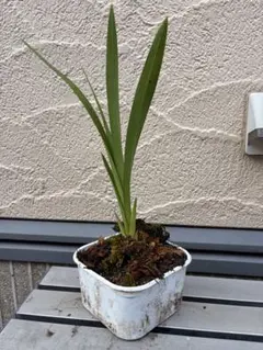シンビジウム　抜き苗　花　ラン　かわいいのサムネイル