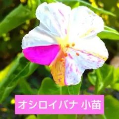 苗4株塊根 オシロイバナ ミックス色 おしろい花 白粉花 夕化粧 白粉花