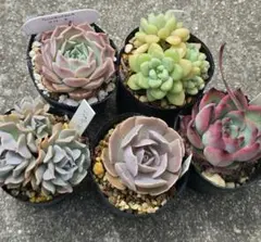 そのまま飾れる多肉植物寄せ植え こぼれ鉢 管理書付き - メルカリ