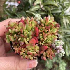 多肉植物　抜き苗　紅稚児　❣️ボリューム少ないが　若々しい葉挿し子　58