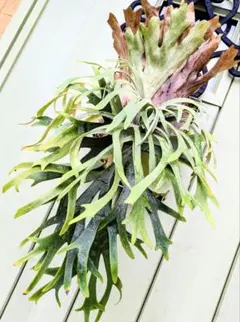 2025年最新】伊弉諾 ビカクシダの人気アイテム - メルカリ