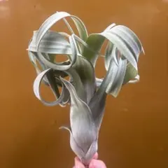 ❤︎NAO❤︎様専用