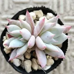 そわそわ 双頭 ミックスベリア おらいさん苗 多肉植物 - メルカリ