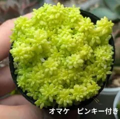 黄金細葉万年草 抜き苗 - メルカリ