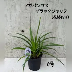 アガパンサス ブラックジャック 希少 正規品 5寸 国内初 正規品 ③
